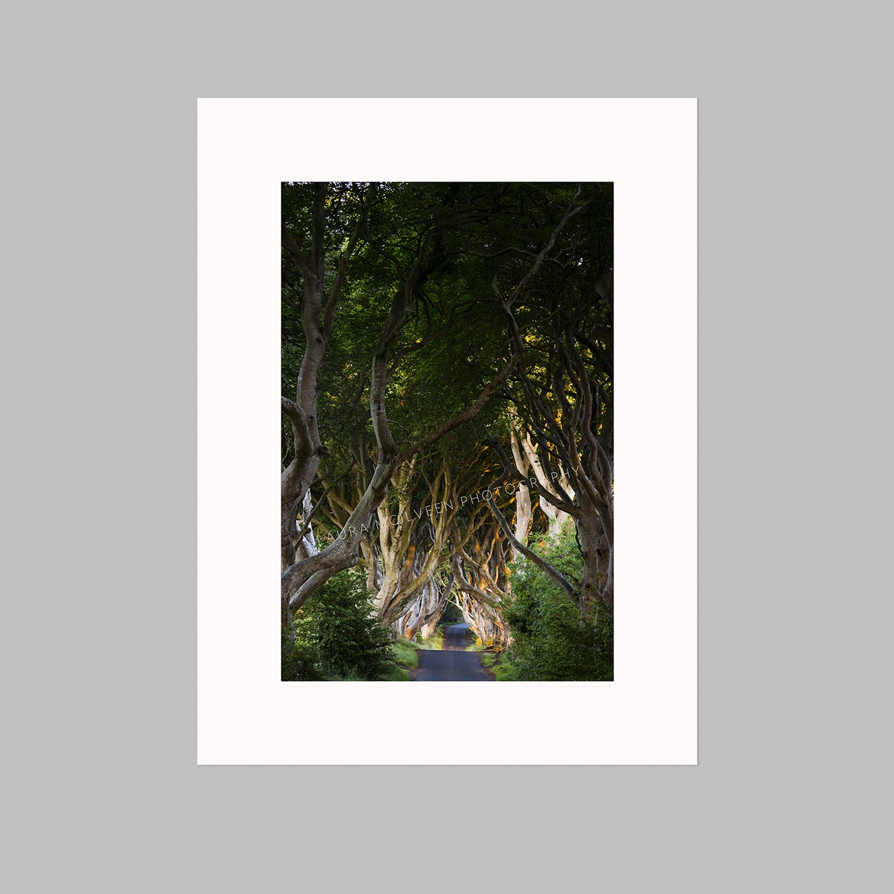 'Joy' - The Dark Hedges, Ballymoney