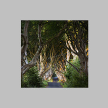 Load image into Gallery viewer, &#39;Joy&#39; - The Dark Hedges, Ballymoney
