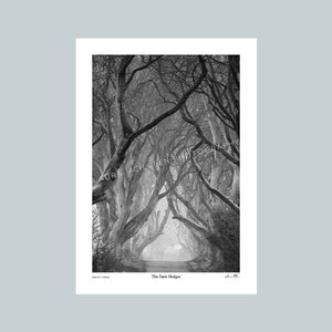 The Dark Hedges - The Timed Collection