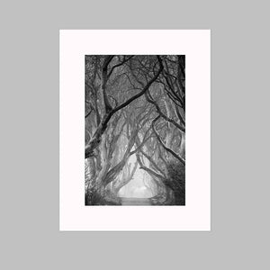'Walking' - The Dark Hedges
