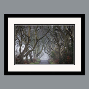 'Into the fog' - The Dark Hedges