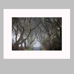 'Into The Fog' - The Dark Hedges, Ballymoney